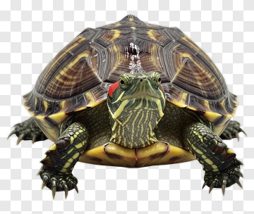 Red-eyed Turtle With Patterned Shell PNG