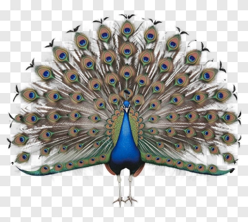 Peacock With Full Tail Display PNG