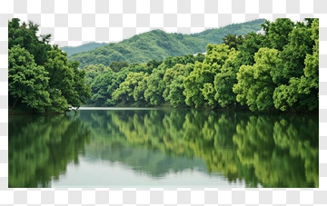 Lush Trees Reflecting In Still Water PNG