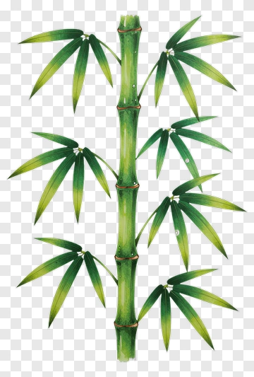 Bamboo PNG