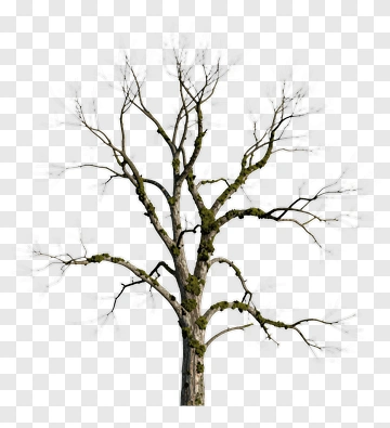 Bare Tree With Moss PNG