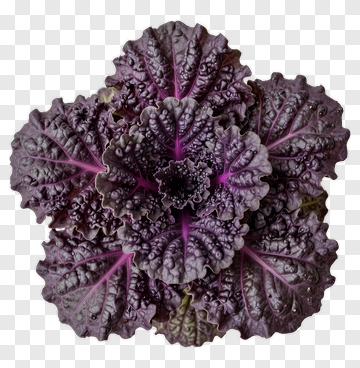 Purple Kale Leaf PNG