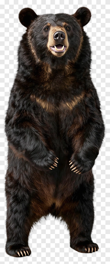 Standing Black Bear PNG