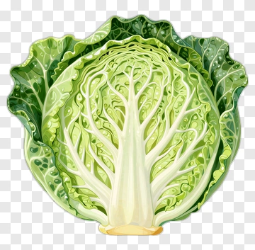 Fresh Cabbage Illustration PNG