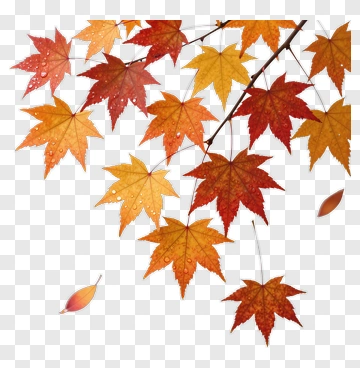 Maple Leaves With Water Droplets PNG