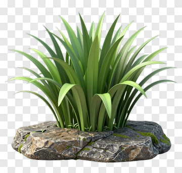 Grass Growing On A Rock PNG