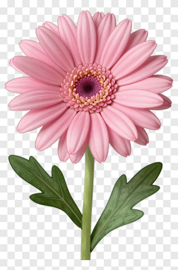 Pink Daisy With Green Leaves PNG