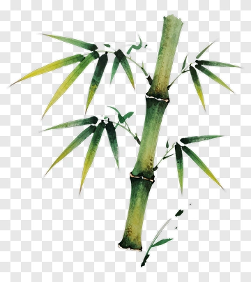 Watercolor Bamboo Illustration PNG