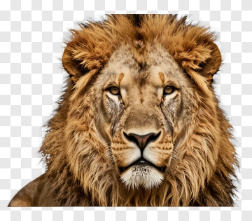 Male Lion Portrait PNG