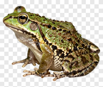 Green Frog With Spotted Skin PNG