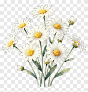 Daisy Flower Bouquet PNG