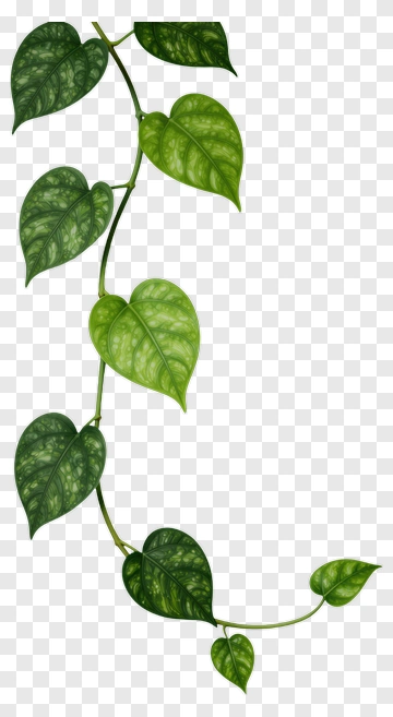 Green Leaf Vine PNG