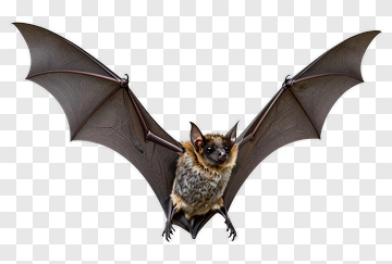 Bat With Spread Wings PNG