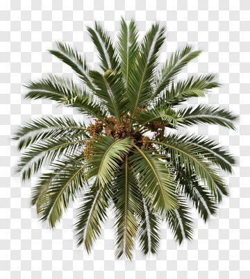Palm Tree With Fronds And Fruit PNG