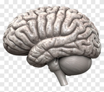Human Brain 3D Model PNG