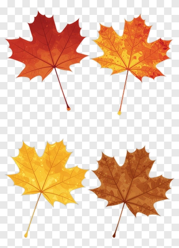 Four Maple Leaves In Autumn Colors PNG
