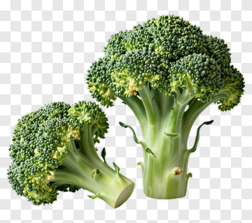Fresh Broccoli PNG