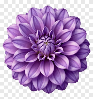 Purple Dahlia PNG