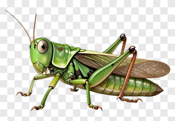 Green Grasshopper With Detailed Features PNG