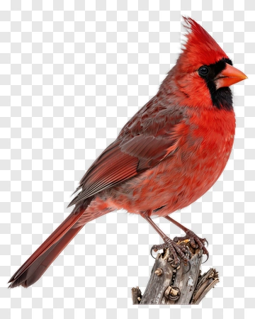 Male Cardinal Perched On Branch PNG