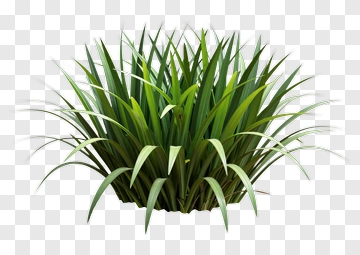 Green Plant PNG