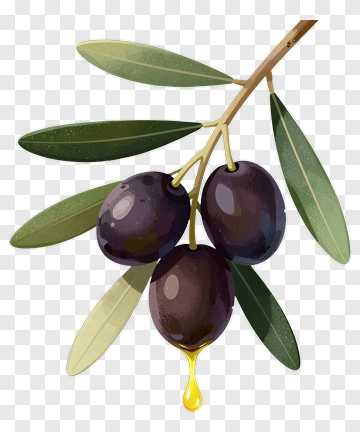 Olive Branch With Ripe Olives PNG