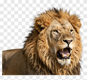 Lion With Mane PNG