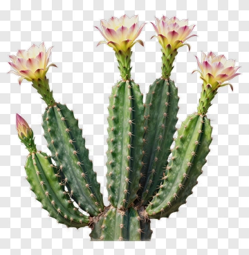 Cactus With Blooming Flowers PNG