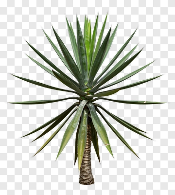 Yucca Plant PNG