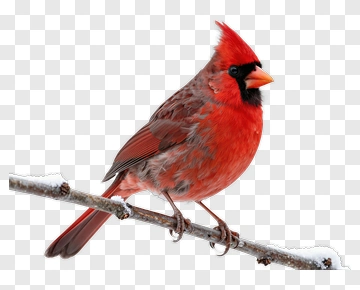 Red Cardinal On Snowy Branch PNG