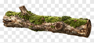 Mossy Log With Pinecones PNG
