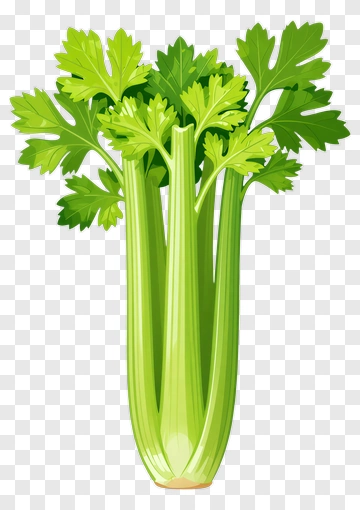 Celery PNG