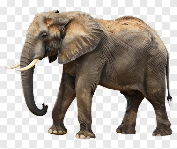 Elephant PNG