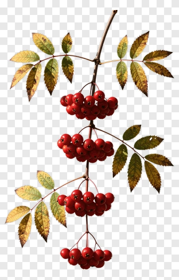 Berry Cluster On Leafy Branch PNG