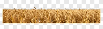 Golden Wheat Field PNG