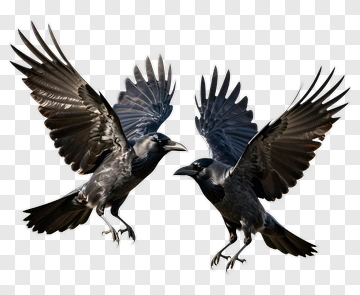 Two Crows In Flight PNG