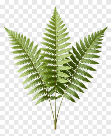 Fern PNG
