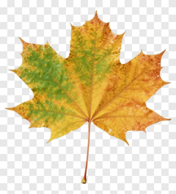 Maple Leaf With Autumn Colors PNG