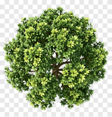 Tree With Dense Green Foliage PNG