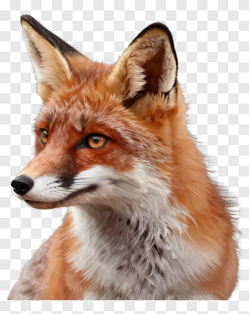Fox Portrait PNG
