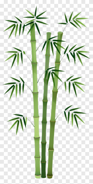 Bamboo PNG