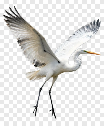 White Heron In Flight PNG