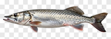 Pike Fish With Scaled Body And Fins PNG
