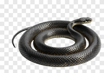Black And Yellow Snake Coiled PNG