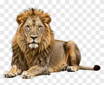 Male Lion Lying Down PNG