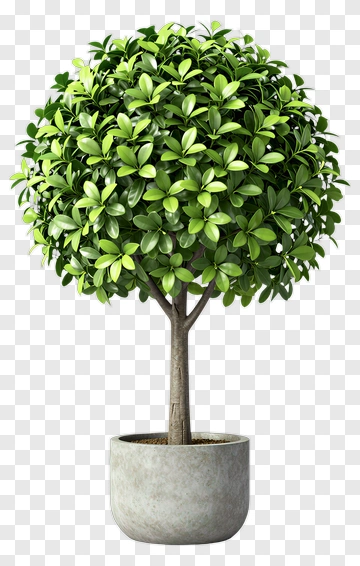 Topiary Tree In Gray Pot PNG