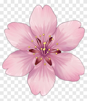Cherry Blossom PNG