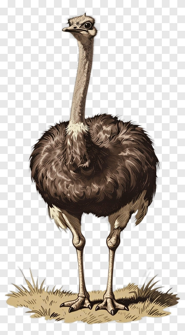 Ostrich Standing Alert PNG