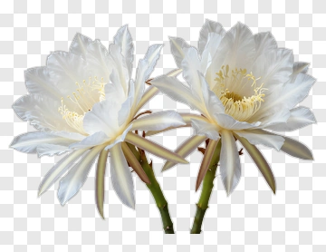 Two White Cactus Flowers In Bloom PNG