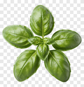 Fresh Basil Leaf PNG